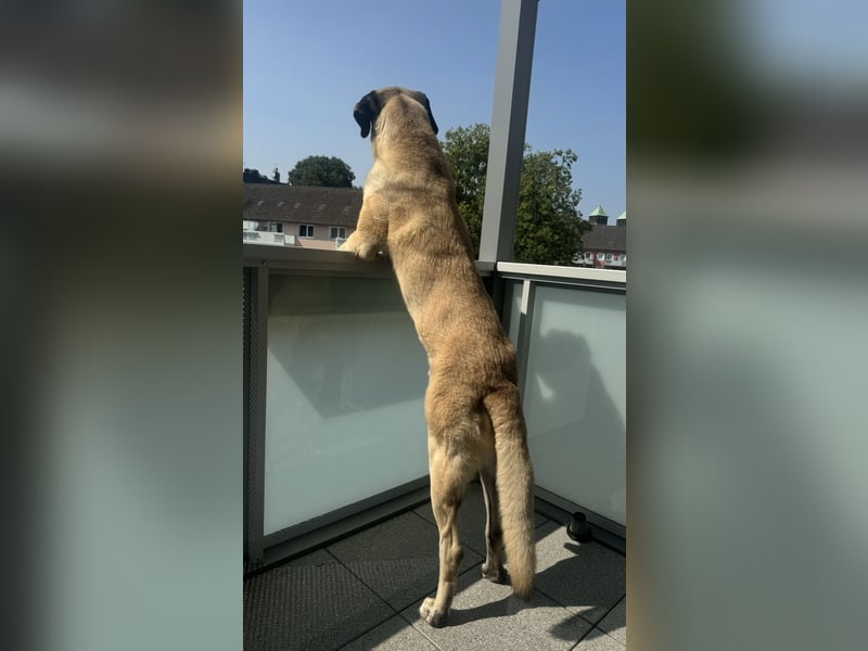 Kangalrüde 3 1/2 Jahre alt