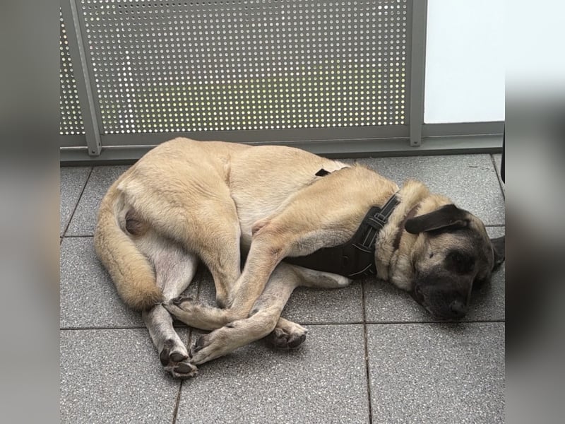 Kangalrüde 3 1/2 Jahre alt