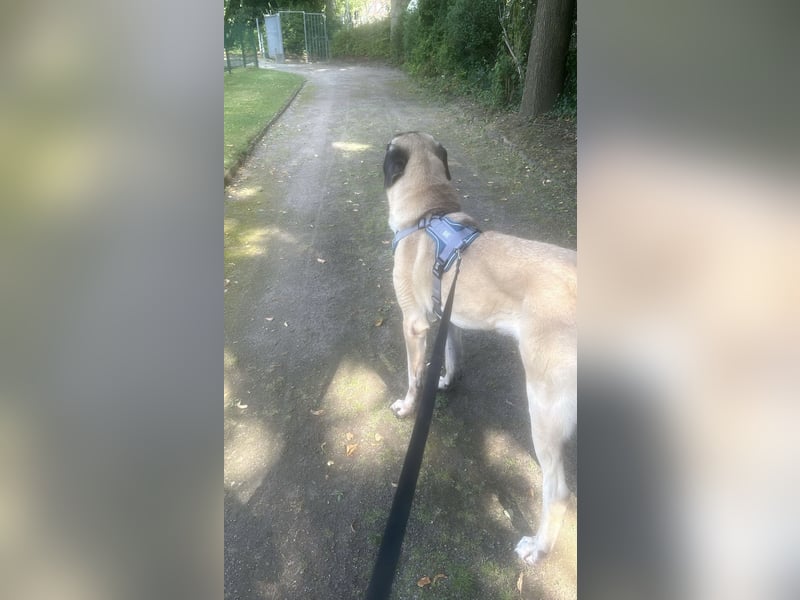 Kangalrüde 3 1/2 Jahre alt