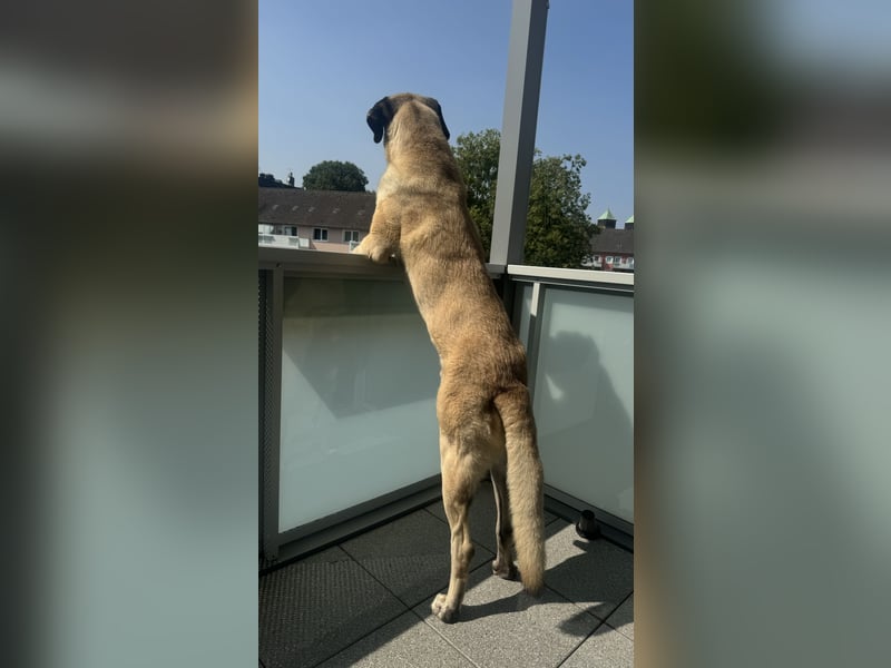 Kangalrüden zu vermitteln