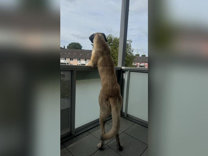 Kangalrüden zu vermitteln