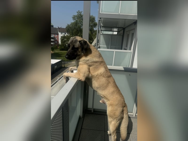 Kangalrüde 3 1/2 Jahre alt