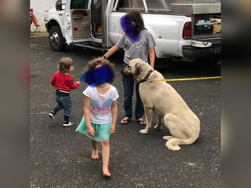 Kangaldame sucht Zuhause