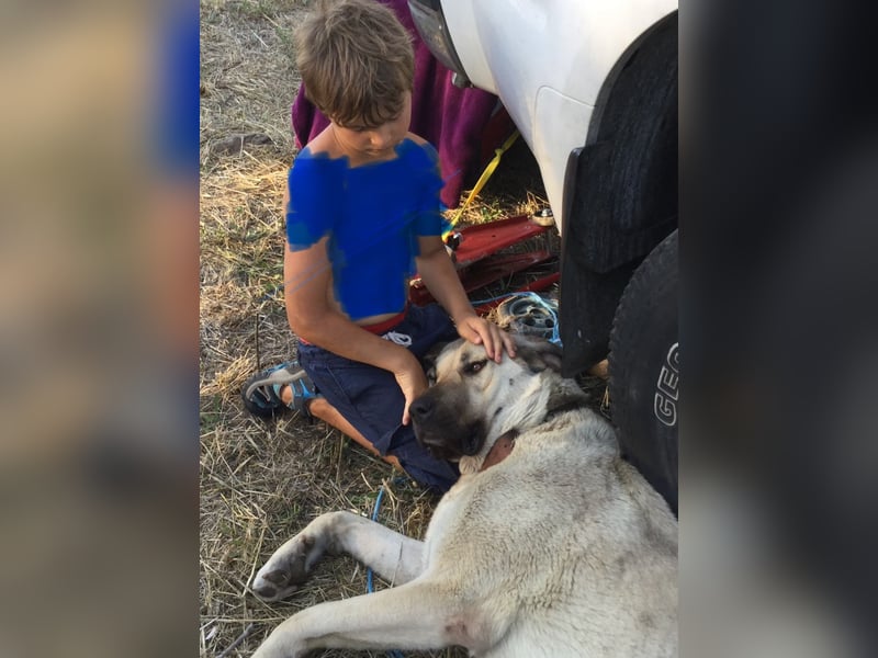 Kangaldame sucht Zuhause