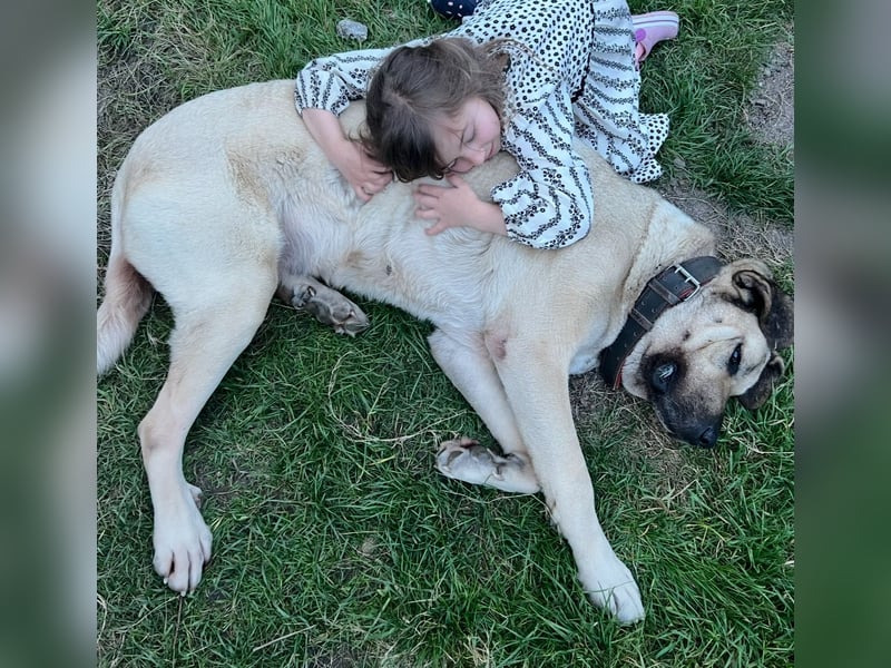 Kangaldame sucht Zuhause