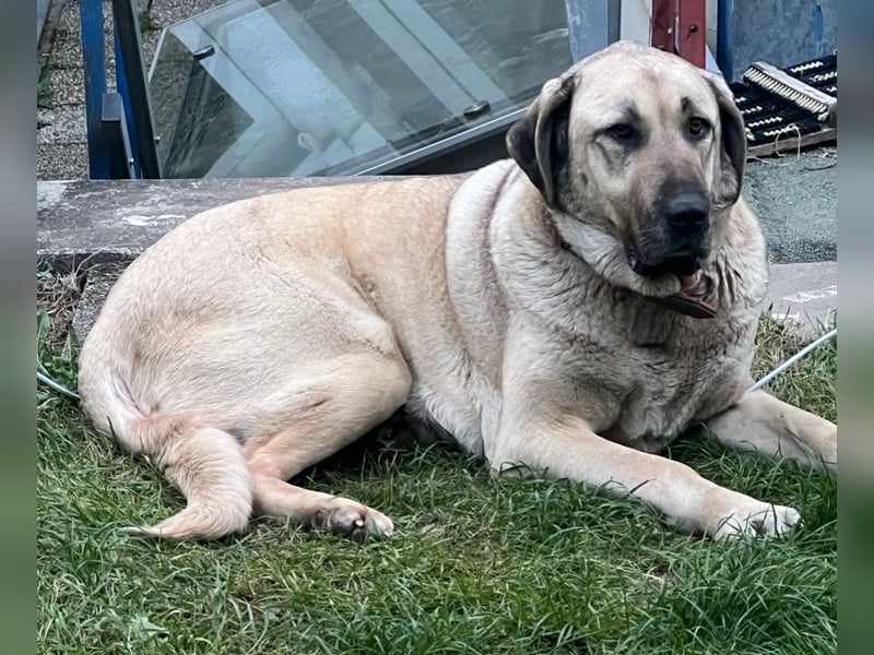 Kangaldame sucht Zuhause