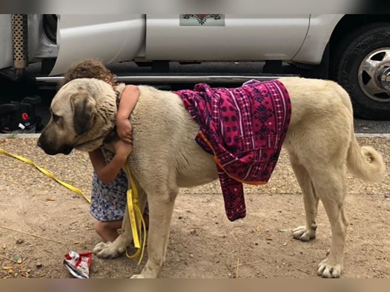 Kangaldame sucht Zuhause