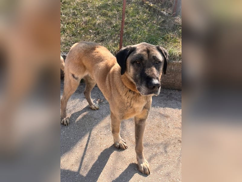 Kangal Colin ❤️ so lieb, loyal + souverän!
