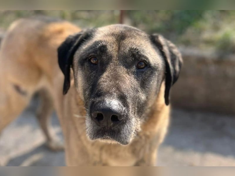 Kangal Colin ❤️ so lieb, loyal + souverän!