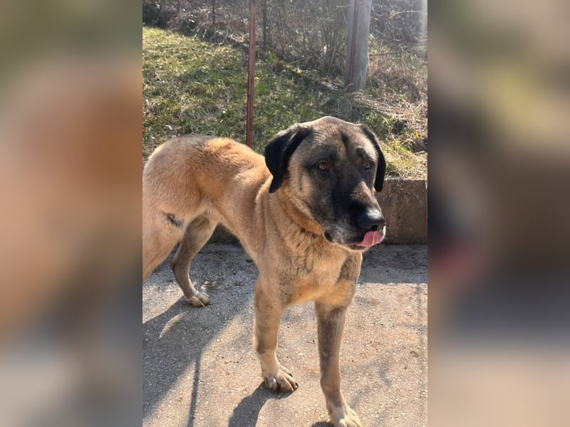 Kangal Colin ❤️ so lieb, loyal + souverän!