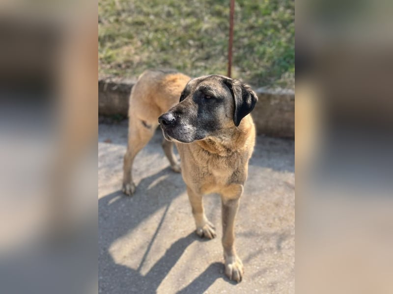 Kangal Colin ❤️ so lieb, loyal + souverän!