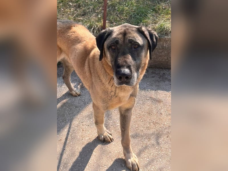 Kangal Colin ❤️ so lieb, loyal + souverän!
