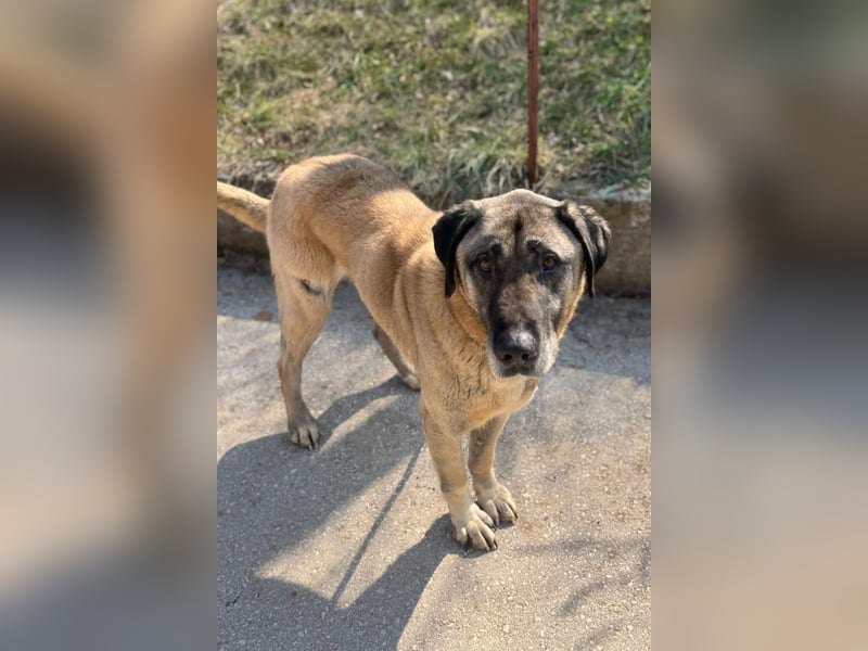 Kangal Colin ❤️ so lieb, loyal + souverän!