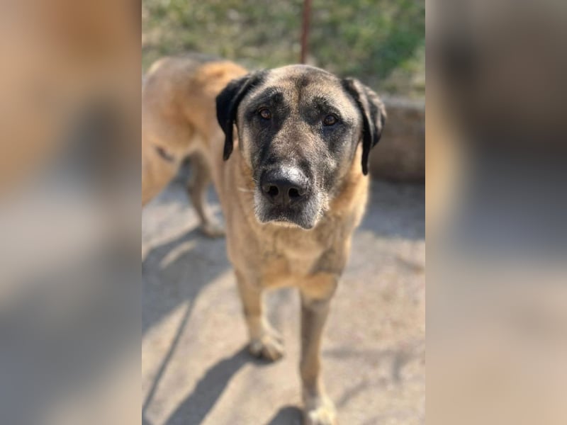 Kangal Colin ❤️ so lieb, loyal + souverän!
