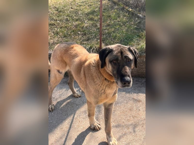 Kangal Colin ❤️ so lieb, loyal + souverän!