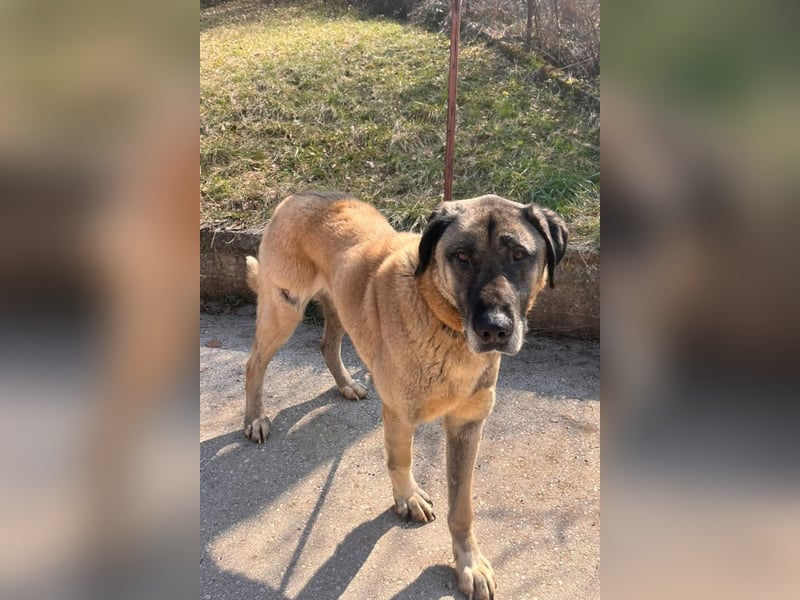 Kangal Colin ❤️ so lieb, loyal + souverän!