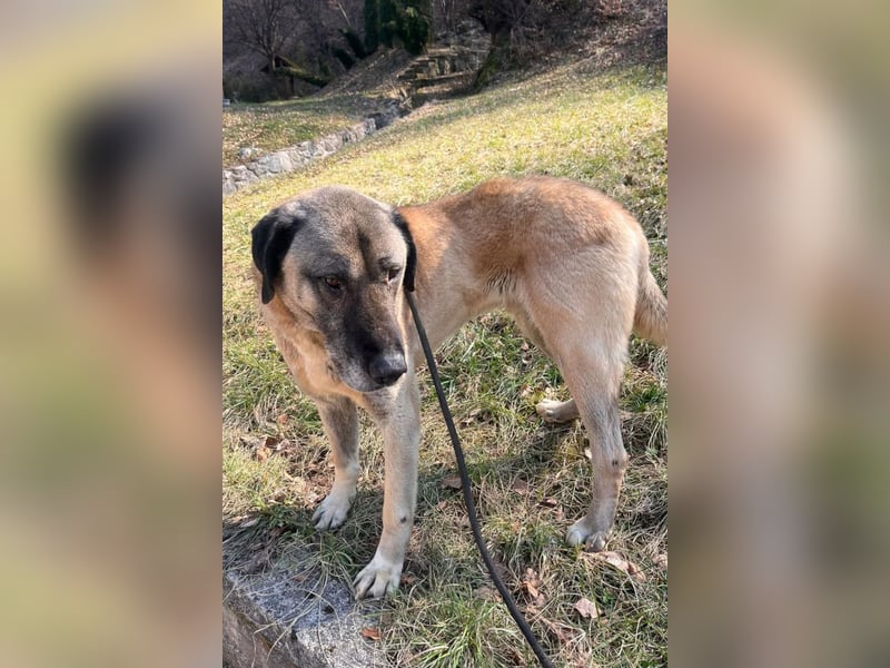 Kangal Colin ❤️ so lieb, loyal + souverän!