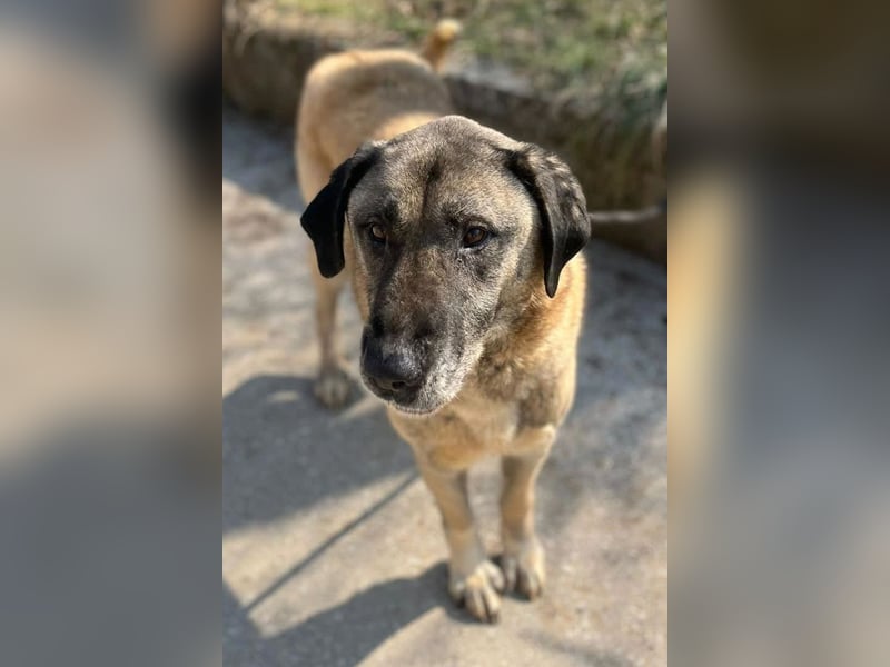 Kangal Colin ❤️ so lieb, loyal + souverän!