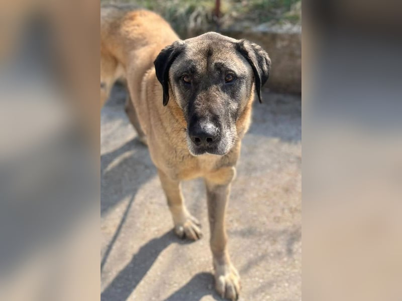 Kangal Colin ❤️ so lieb, loyal + souverän!