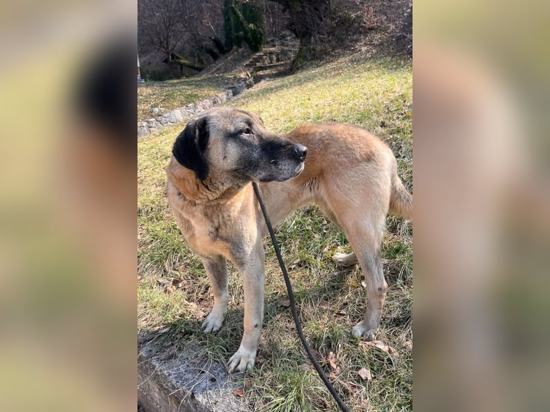 Kangal Colin ❤️ so lieb, loyal + souverän!
