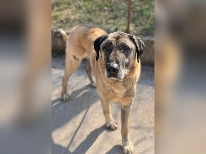 Kangal Colin ❤️ so lieb, loyal + souverän!