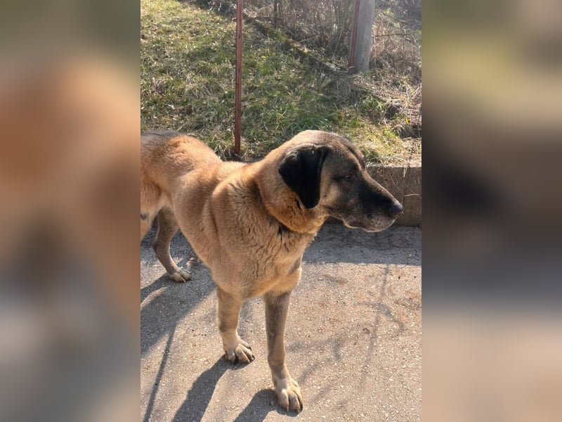 Kangal Colin ❤️ so lieb, loyal + souverän!