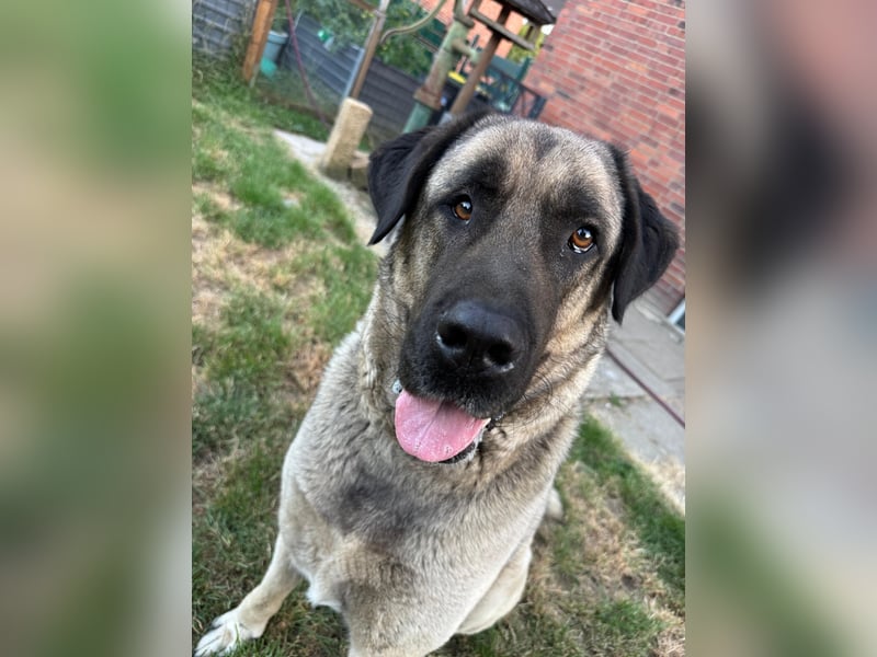 Reinrassige Kangal-Hündin "Luna“ sucht liebevolles Zuhause