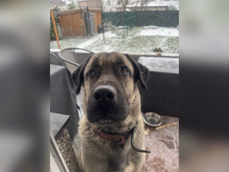 Reinrassige Kangal-Hündin "Luna“ sucht liebevolles Zuhause