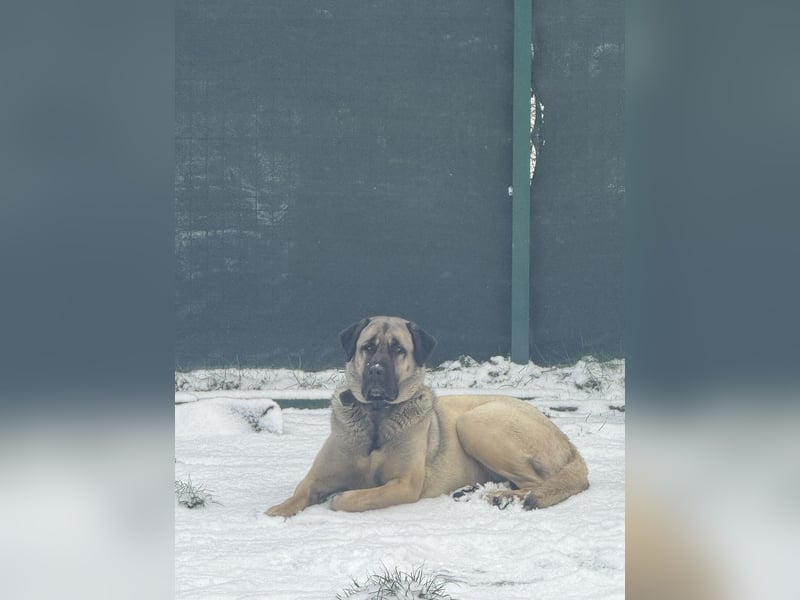 Reinrassige Kangal-Hündin "Luna“ sucht liebevolles Zuhause