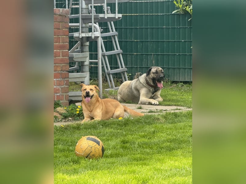 Reinrassige Kangal-Hündin "Luna“ sucht liebevolles Zuhause