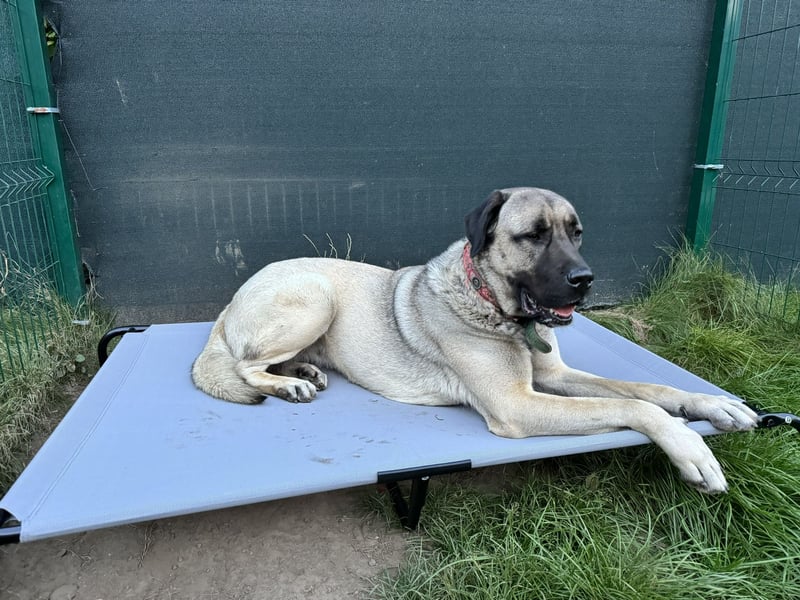 Reinrassige Kangal-Hündin "Luna“ sucht liebevolles Zuhause