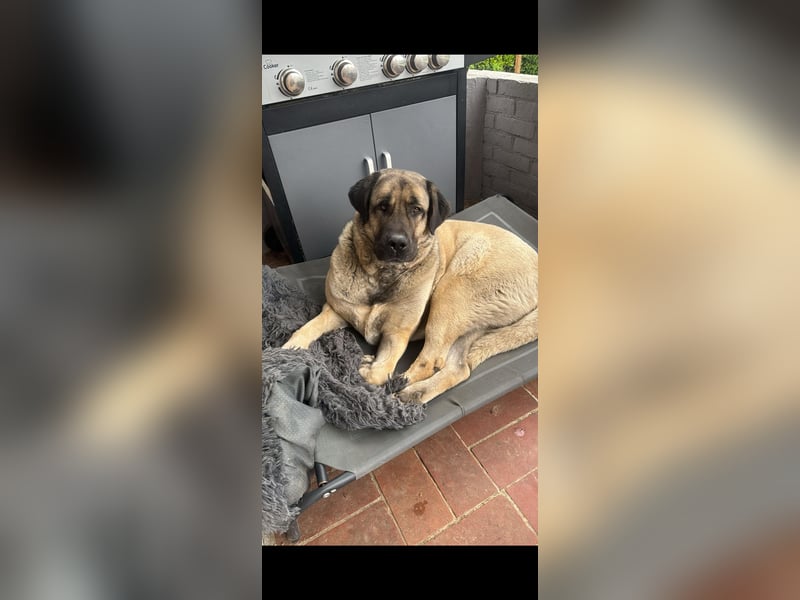 Reinrassige Kangal-Hündin "Luna“ sucht liebevolles Zuhause