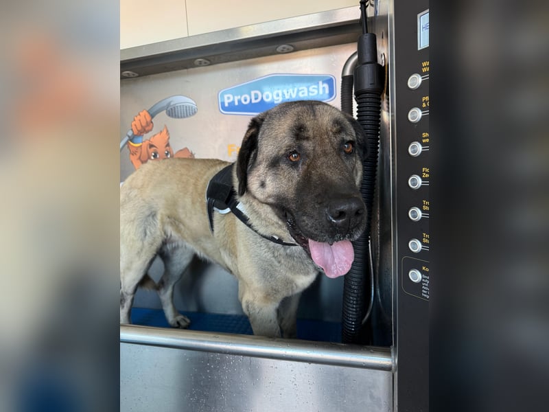 Reinrassige Kangal-Hündin "Luna“ sucht liebevolles Zuhause