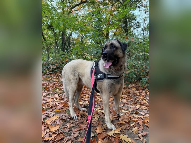 Reinrassige Kangal-Hündin "Luna“ sucht liebevolles Zuhause