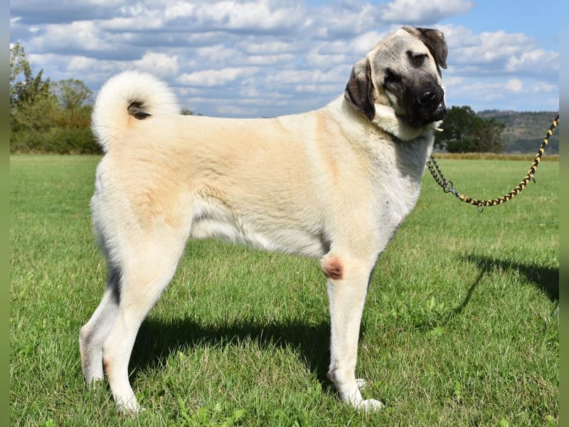 "Arkei", männlich, Kangal, geb. 09.09.25, ca. 75 cm