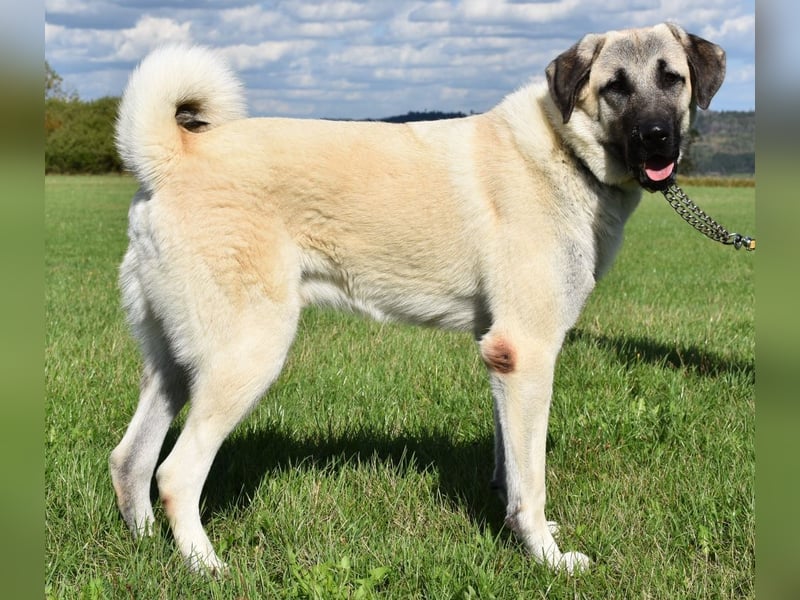 "Arkei", männlich, Kangal, geb. 09.09.25, ca. 75 cm