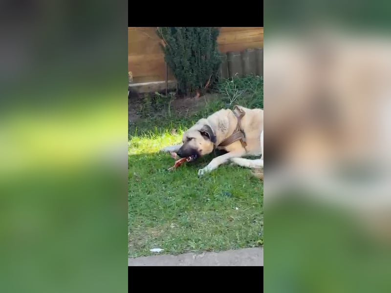 Kangal Rüde Duman sucht ein neues Zuhause