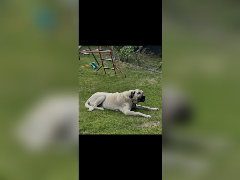 Kangal Rüde Duman sucht ein neues Zuhause