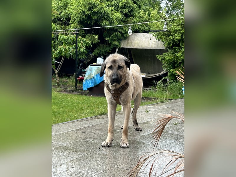Kangal Rüde Duman sucht ein neues Zuhause