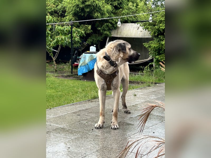 Kangal Rüde Duman sucht ein neues Zuhause