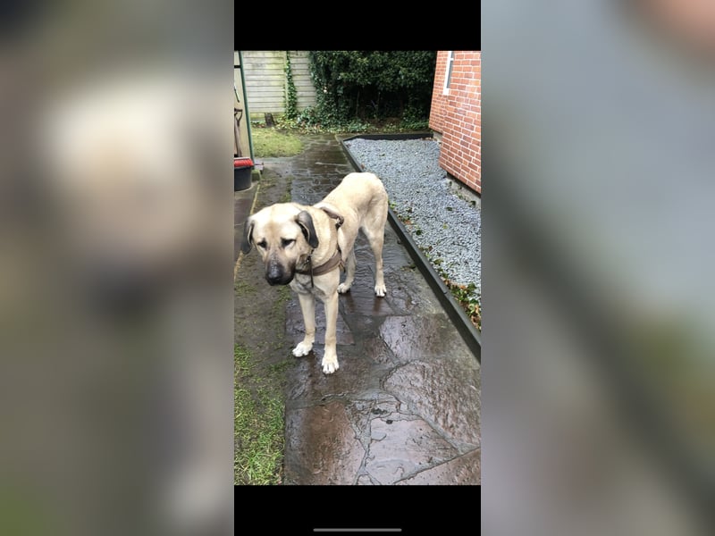 Kangal,  Duman Hirtenhund  sucht eine liebevolle Familie