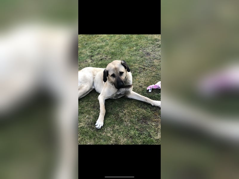 Kangal,  Duman Hirtenhund  sucht eine liebevolle Familie