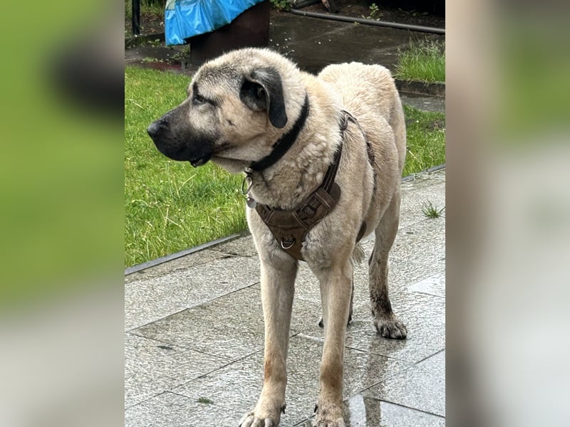 Kangal Rüde Duman sucht ein neues Zuhause