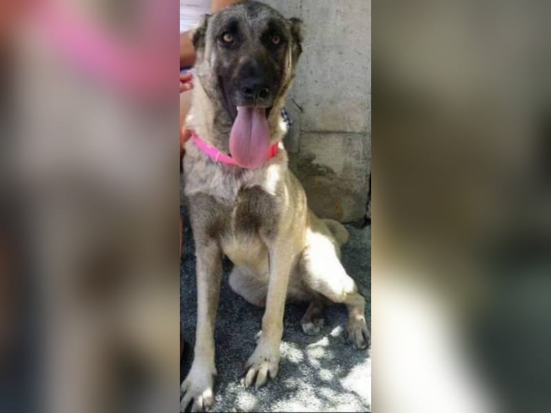 Anis, wünscht sich Liebe und Geborgenheit