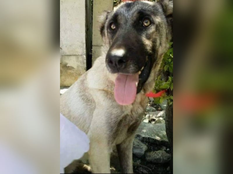 Anis, wünscht sich Liebe und Geborgenheit