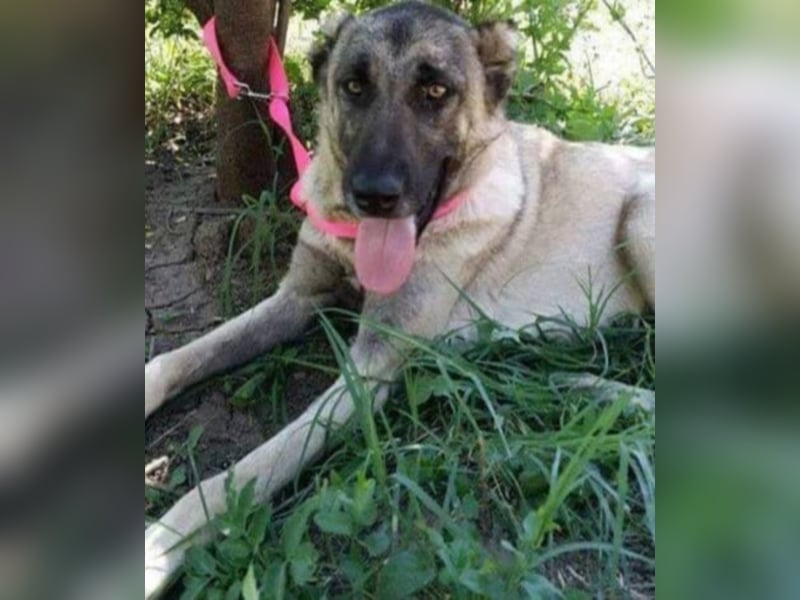 Anis, wünscht sich Liebe und Geborgenheit