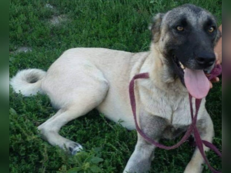 Anis, wünscht sich Liebe und Geborgenheit