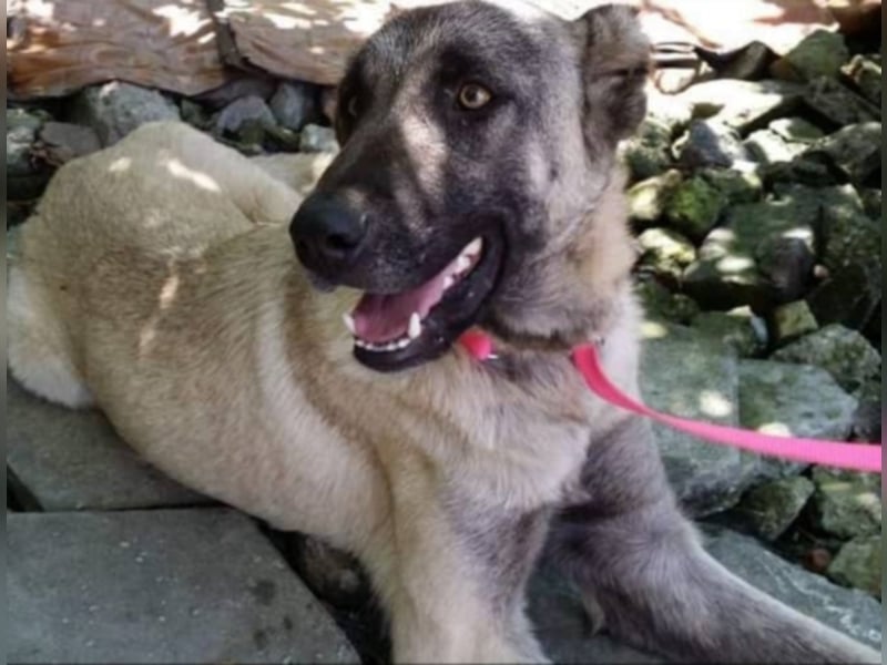 Anis, wünscht sich Liebe und Geborgenheit