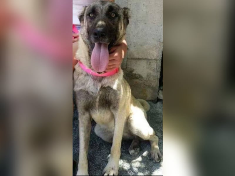 Anis, wünscht sich Liebe und Geborgenheit