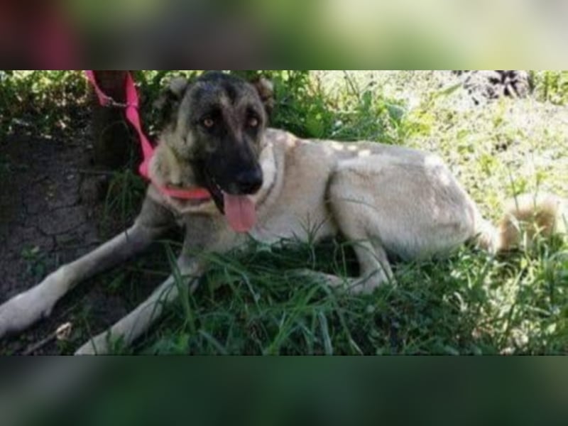 Anis, wünscht sich Liebe und Geborgenheit